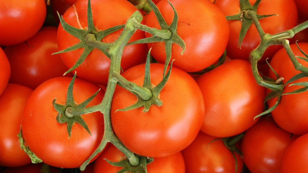 כמה זמן אפשר לשמור עגבניות טריות במקפיא